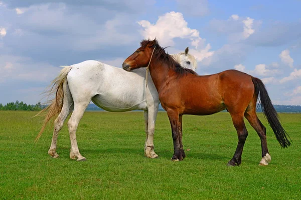 Paarden Een Zomerweide — Stockfoto