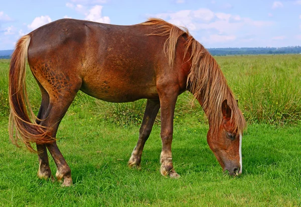 Paard Een Zomerweide — Stockfoto