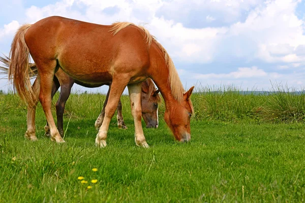 Konie Letnich Pastwiskach — Zdjęcie stockowe