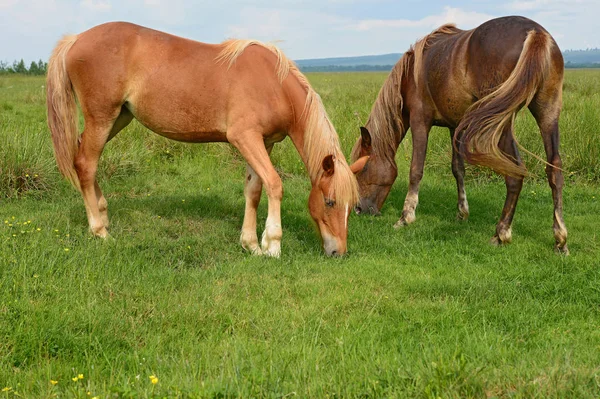 Caii Pășune Vară — Fotografie, imagine de stoc