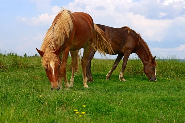 Cavalli Pascolo Estivo — Foto Stock