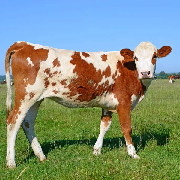 Vache Dans Pâturage Été — Photo