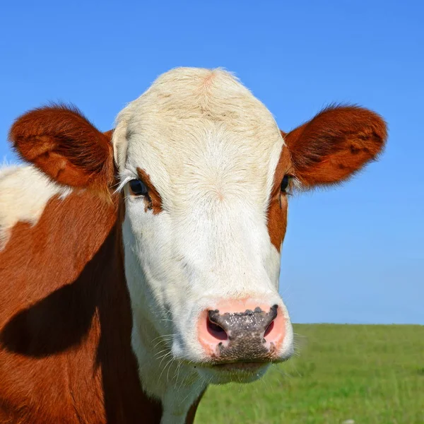 Close Cute Cow Meadow — Stock Fotó