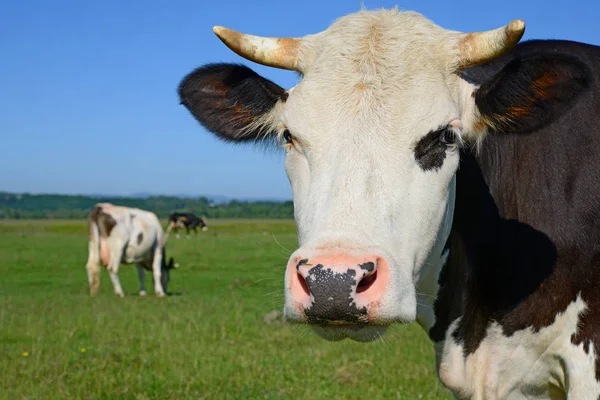 Cows Summer Pasture Sunny Day — Stockfoto