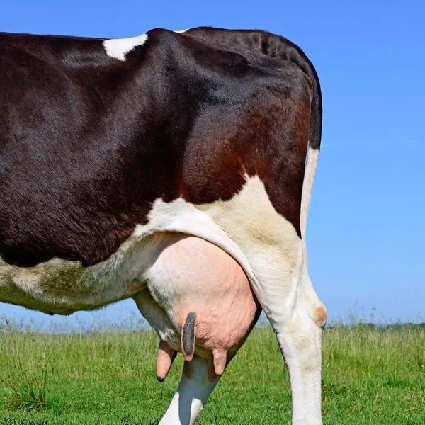 Udder Cow Closeup — Fotografia de Stock