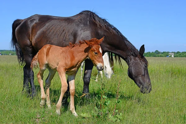 Beautiful Horses Pasture — Fotografia de Stock