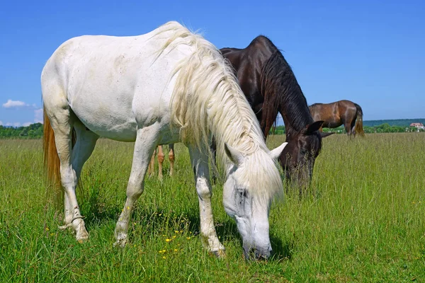 Beautiful Horses Pasture — Foto de Stock