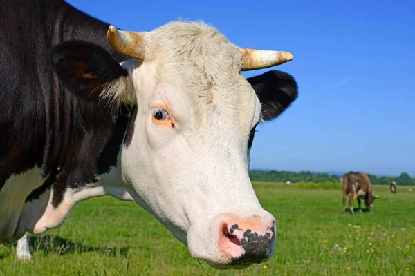 Vaca Pasto Verano — Foto de Stock