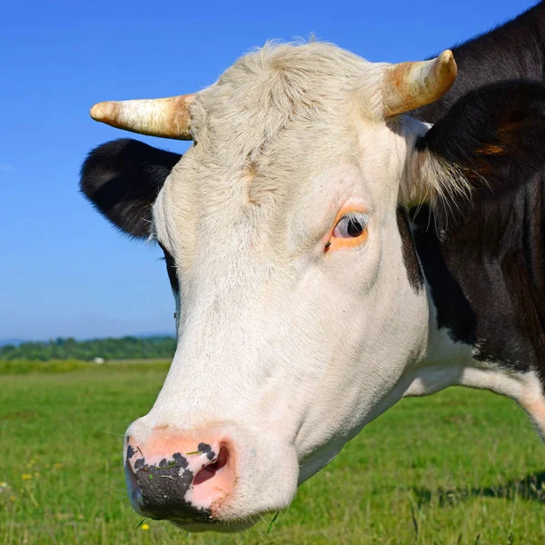 Vaca Pasto Verano — Foto de Stock