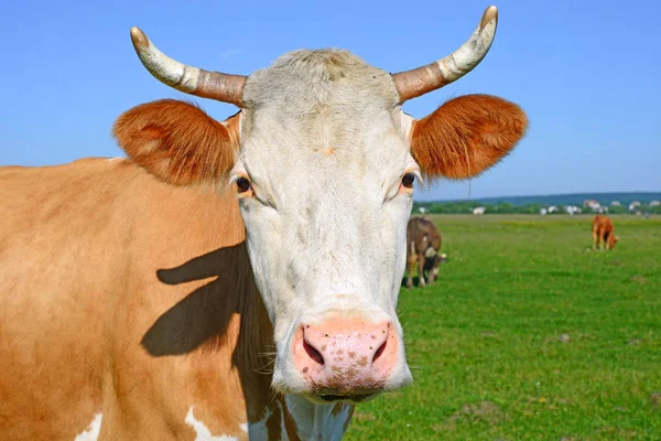 Vaca Pasto Verano — Foto de Stock