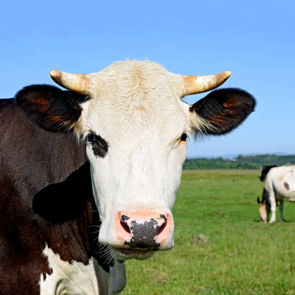 Vaca Pasto Verão — Fotografia de Stock