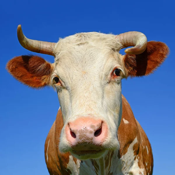 Zbliżenie Słodkie Krowy Łące — Zdjęcie stockowe