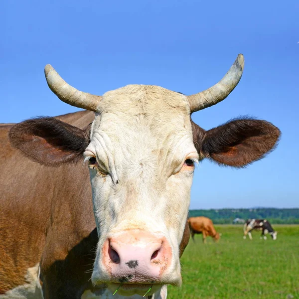 Vache Dans Pâturage Été — Photo