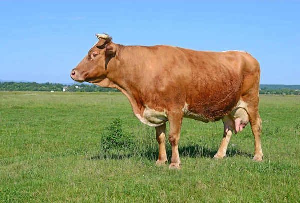 Cow Summer Pasture — Stock Photo, Image