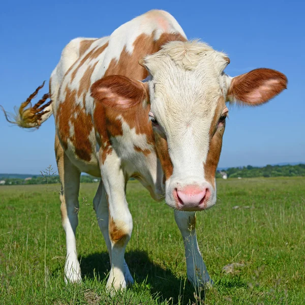 Nyári Legelőn Borjú — Stock Fotó