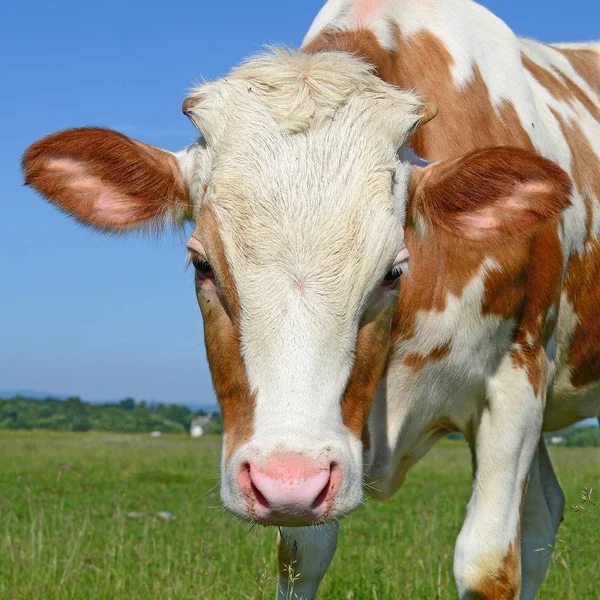 Het Kalf Een Zomer Weiland — Stockfoto