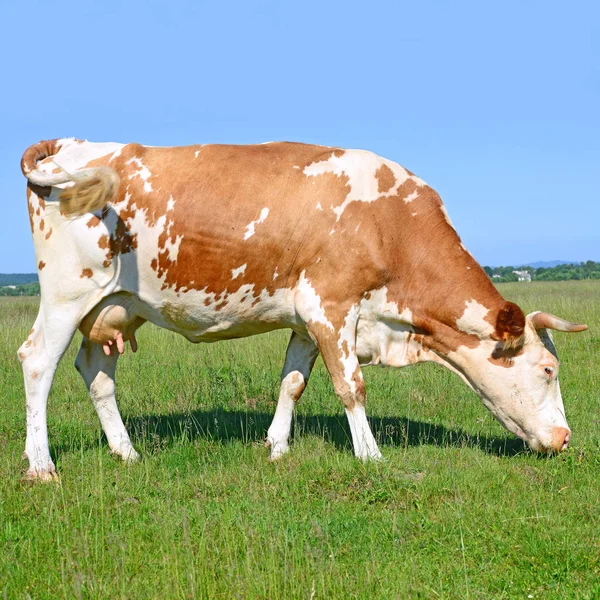 Cow Summer Pasture Sunny Day — Stockfoto