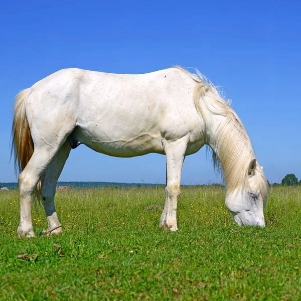 Hevonen Kesälaitumella — kuvapankkivalokuva