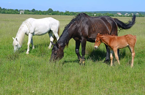 Mooie Paarden Weide — Stockfoto
