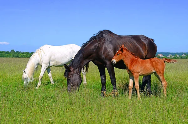 Paarden Een Zomerweide — Stockfoto