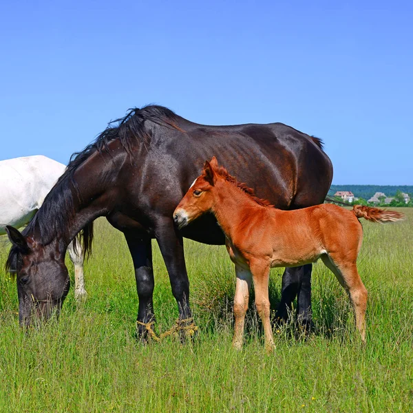 Chevaux Sur Pâturage Été — Photo