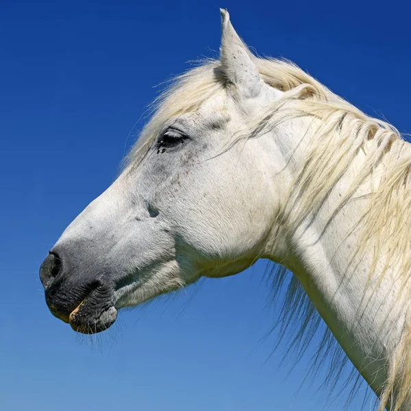 Cabeza Caballo Contra Cielo — Foto de Stock