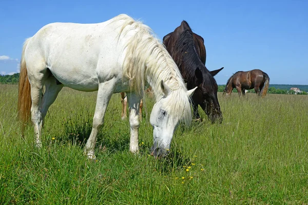 Cavalos Pasto Verão — Fotografia de Stock
