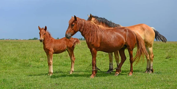 Paarden Een Zomerweide — Stockfoto