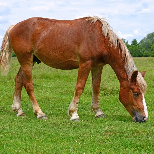 Koń Letnim Pastwisku — Zdjęcie stockowe
