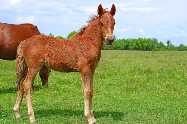 Young Beautiful Foal Rural Countryside — Stockfoto