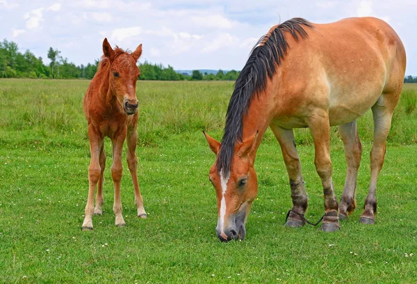 Caballos Pastizal Verano — Foto de Stock