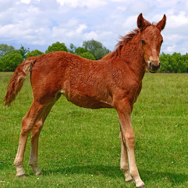 Young Beautiful Foal Rural Countryside — Stockfoto