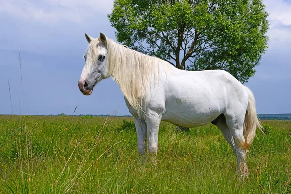 Caballo Pastizal Verano — Foto de Stock