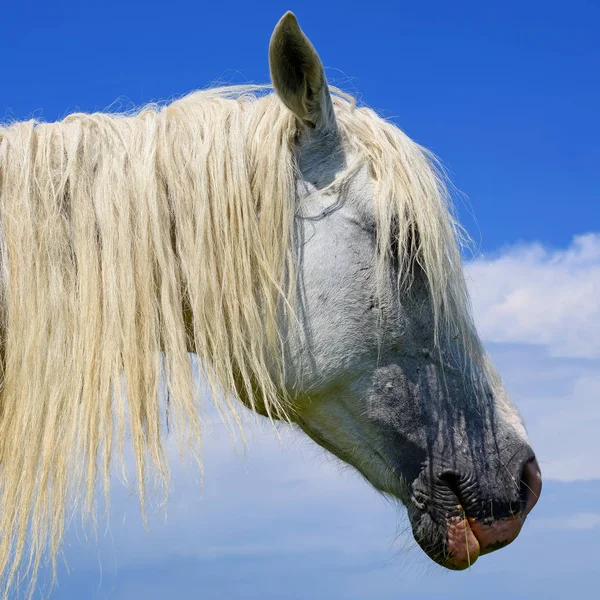 Cabeza Caballo Contra Cielo — Foto de Stock