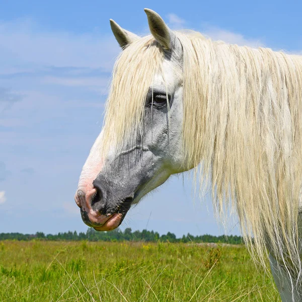 Head Horse Blue Sky — Foto de Stock