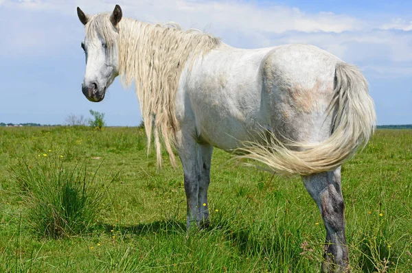 Kůň Letní Pastvině — Stock fotografie