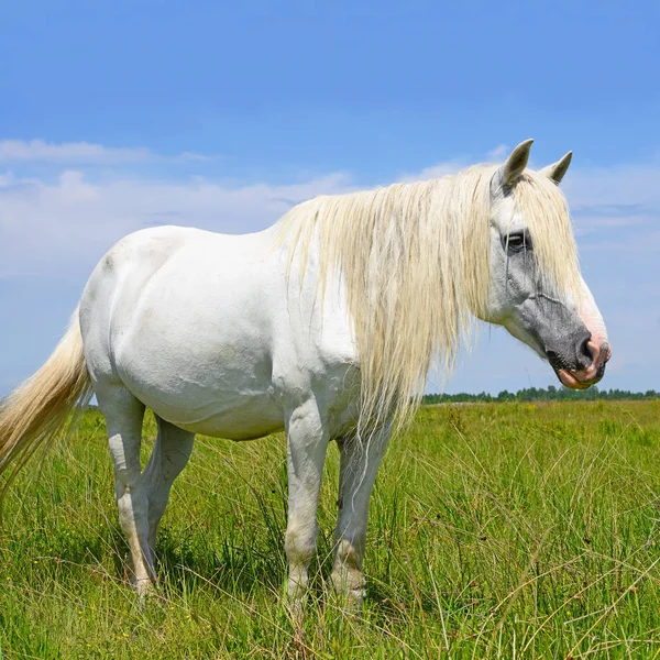 Horse Summer Pasture — Stock Photo, Image