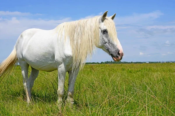 Caballo Pastizal Verano — Foto de Stock