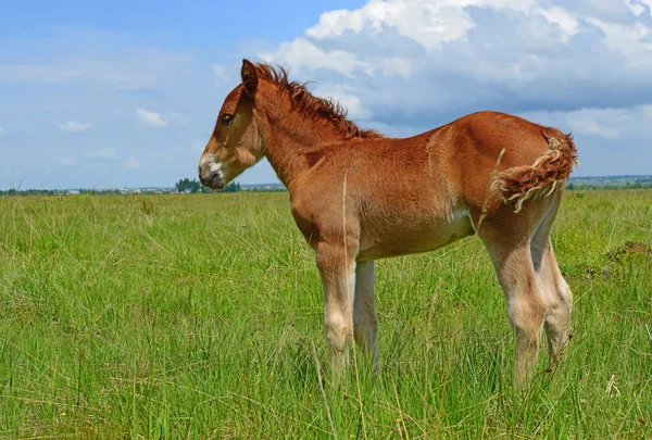 Foal Letnie Pastwiska — Zdjęcie stockowe