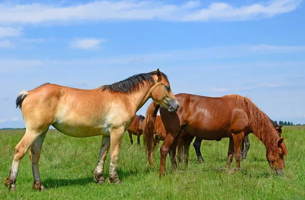 Chevaux Sur Pâturage Été — Photo