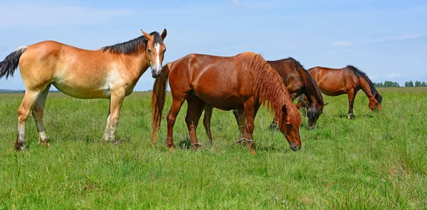 Kuda Padang Rumput Musim Panas — Stok Foto