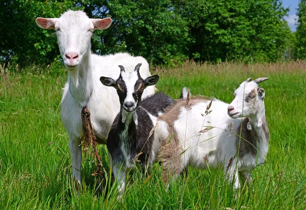 山羊与夏季牧场上的孩子们 — 图库照片
