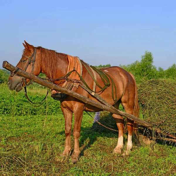 Transportation Hay Cart Summer Landscape — Stock Photo, Image