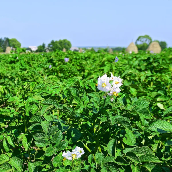 Les Fleurs Pomme Terre Poussant Dans Jardin — Photo