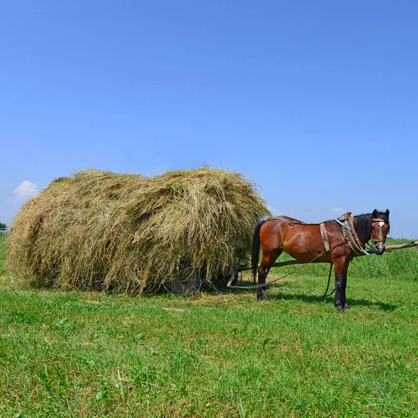 夏の風景の中のカートによる乾草の輸送 — ストック写真
