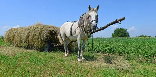 Transport Foin Chariot Dans Paysage Estival — Photo