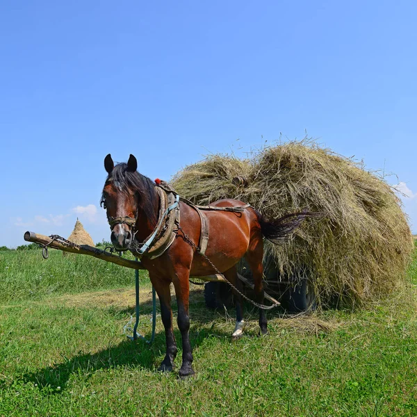 Egy Nyári Táj Kocsi Szénát Szállítása — Stock Fotó