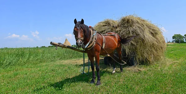 Transport Von Heu Mit Einem Karren Einer Sommerlandschaft — Stockfoto