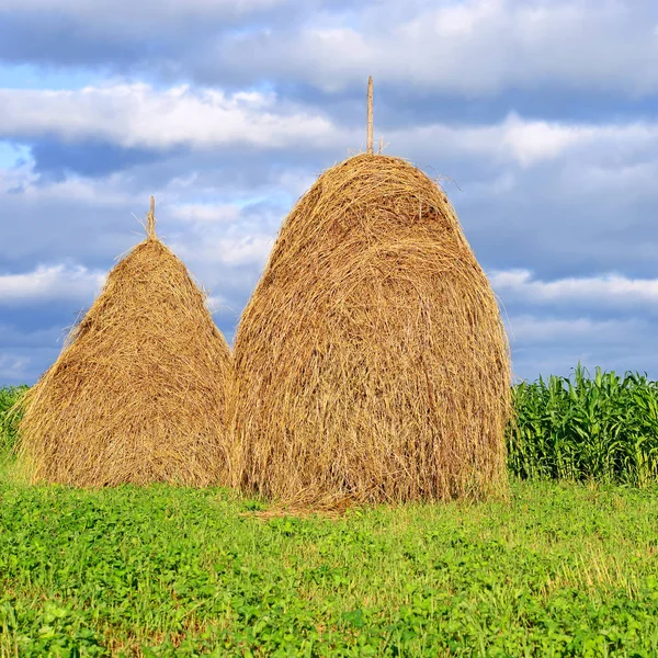 Feno Pilhas Uma Paisagem Rural Verão — Fotografia de Stock