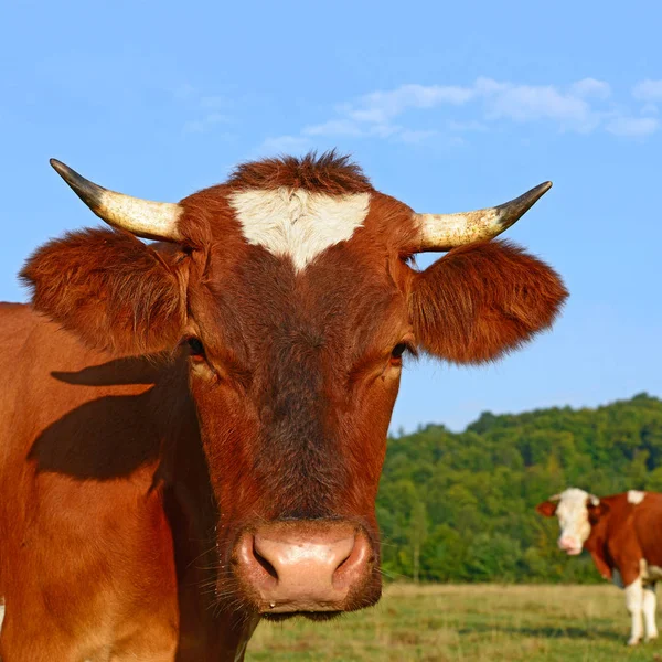 Close Vaca Bonito Prado — Fotografia de Stock